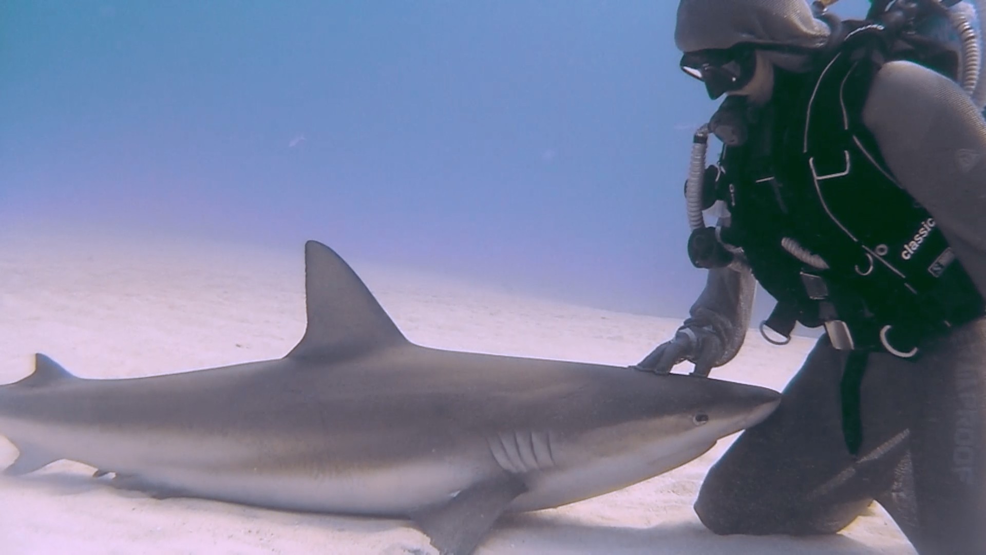 Cristina Zenato and the Reef Shark Connection