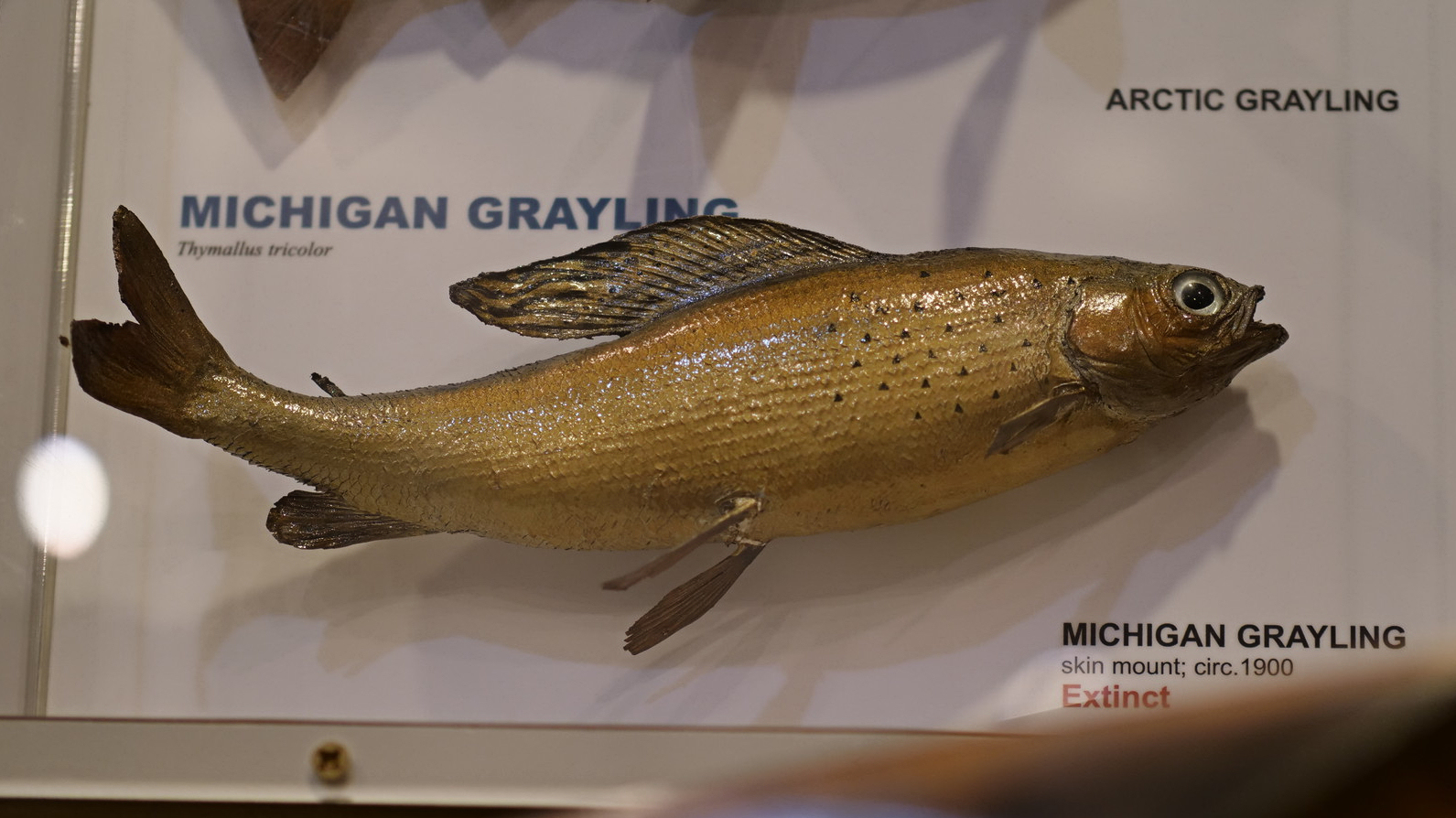 The Michigan Arctic Grayling Initiative